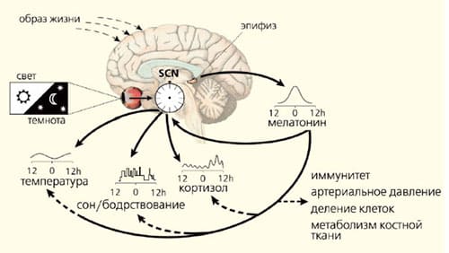 physiological-time